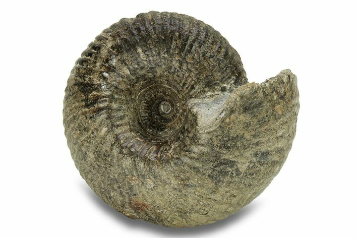 Jurassic Ammonite (Cadoceras) Fossil - Gloucestershire, England #279560